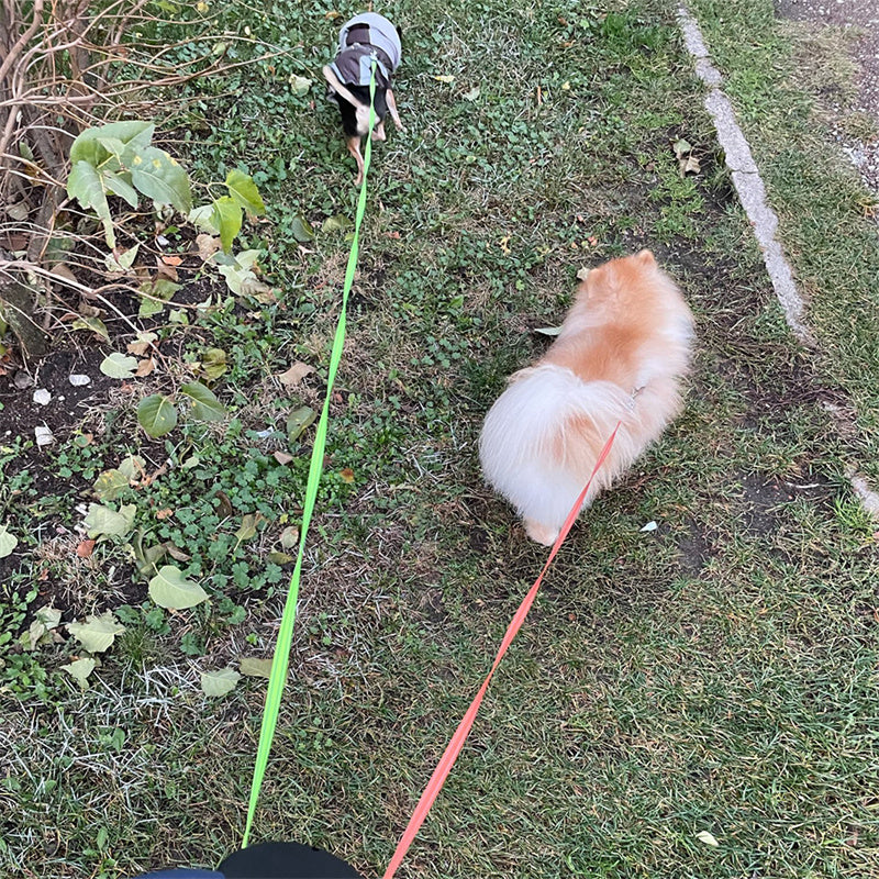 Dual Retractable 360 Swivel Dog Leash